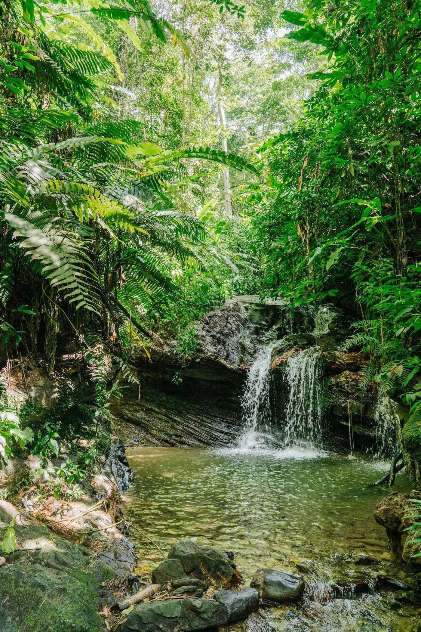 Secluded forest pool with a small waterfall among ferns